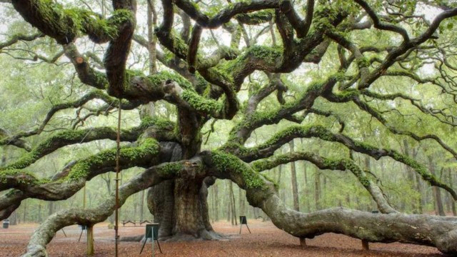 Conocé 10 de los árboles más hermosos del planeta