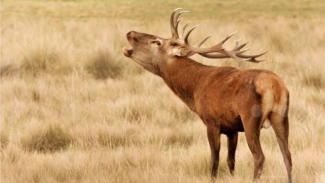 Un espectáculo de la naturaleza