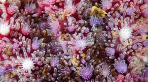 9 magníficas imágenes de texturas del mar