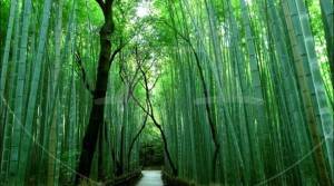 10 bosques mágicos del mundo