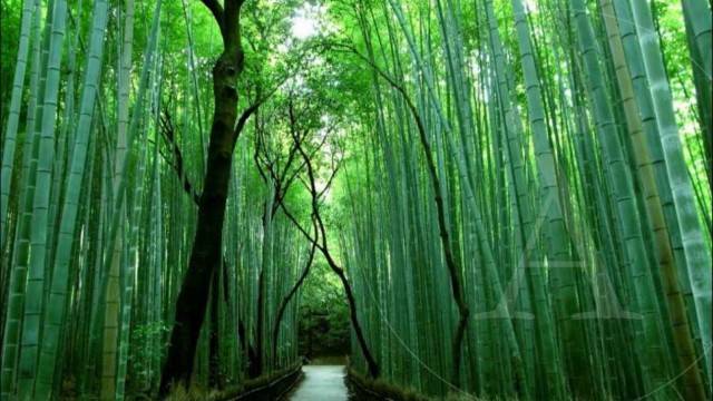 10 bosques mágicos del mundo
