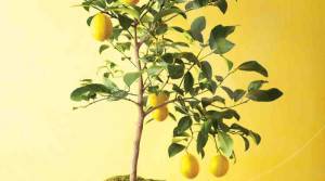 Plantá tu propio aromatizador de limón