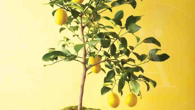 Plantá tu propio aromatizador de limón