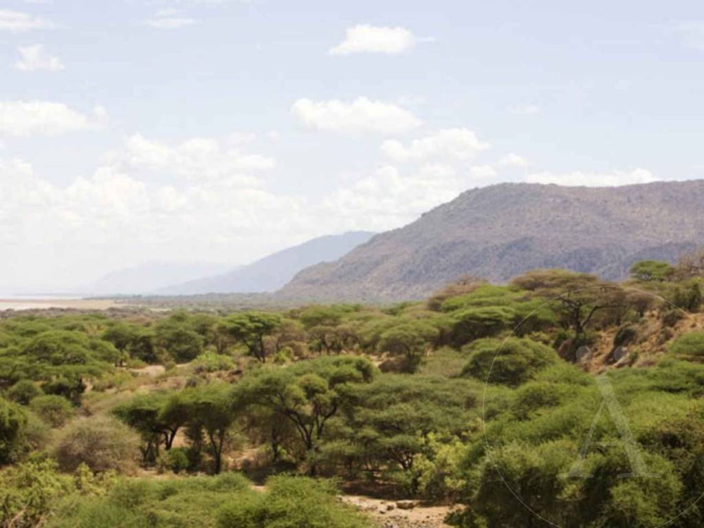 2-Bosques de acacias de la cuenca del Río Senegal
