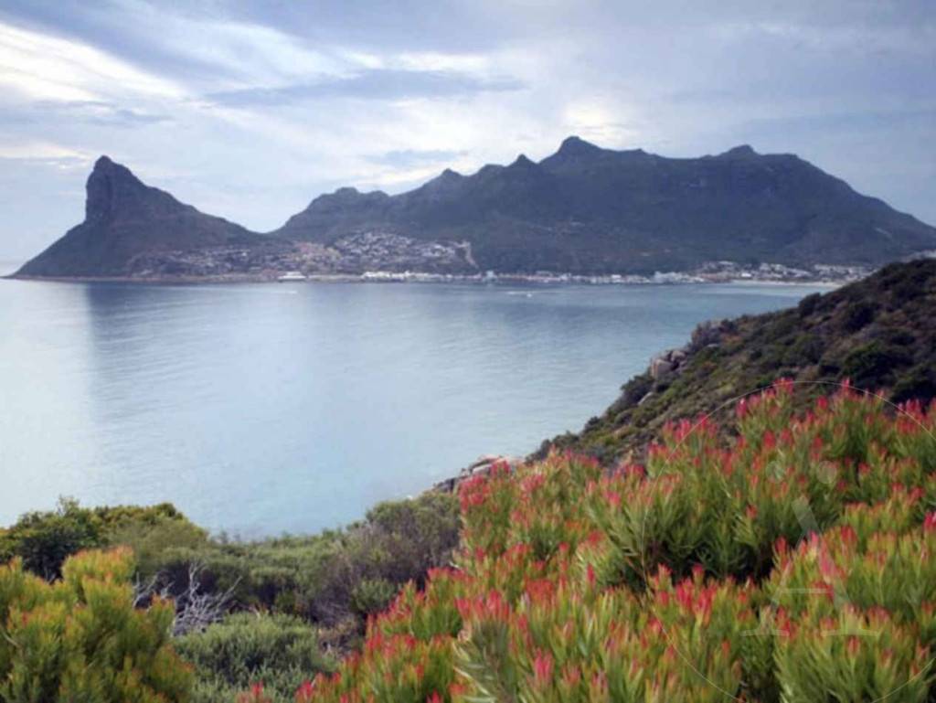 4-Matorrales de “Fynbos” de El Cabo