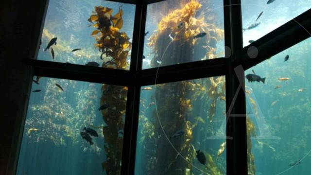 Los 10 ecosistemas más amenazados del mundo