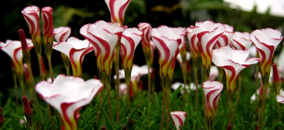 1- Candy Cane