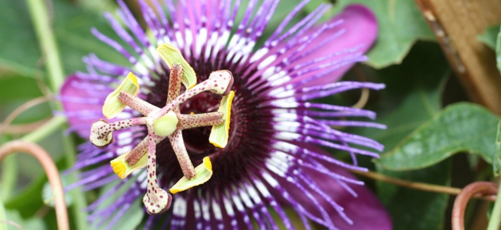 10- Passiflora