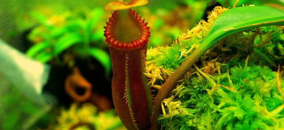 11- Nepenthes Edwardsiana