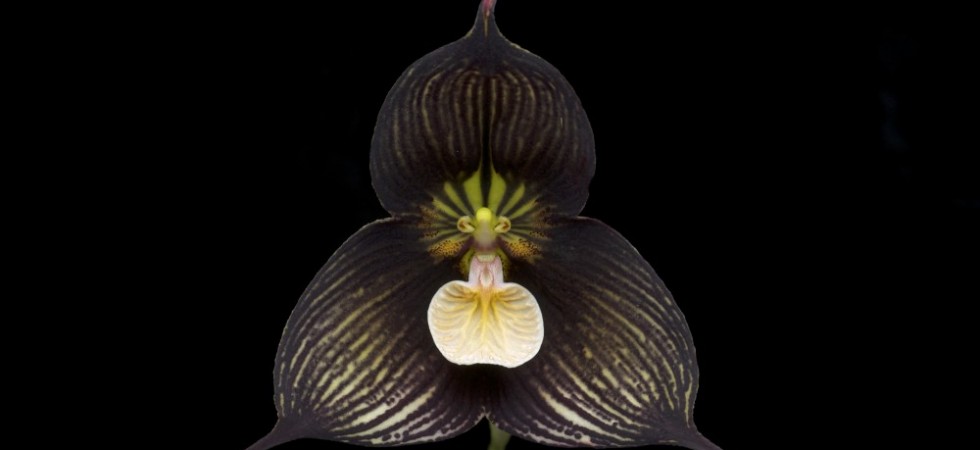 12- Orquídea drácula