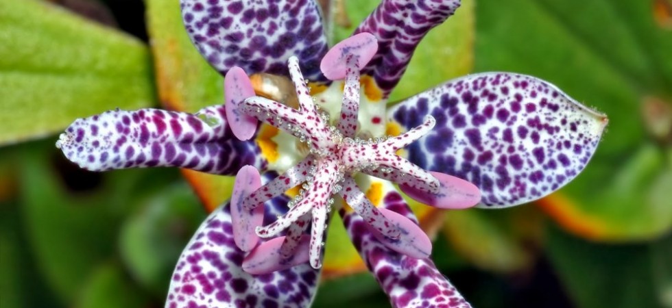 13- Tricyrtis Hirta