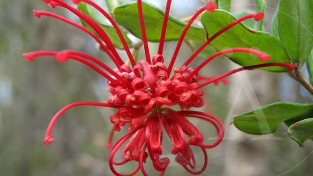 Las 16 flores más exóticas del mundo