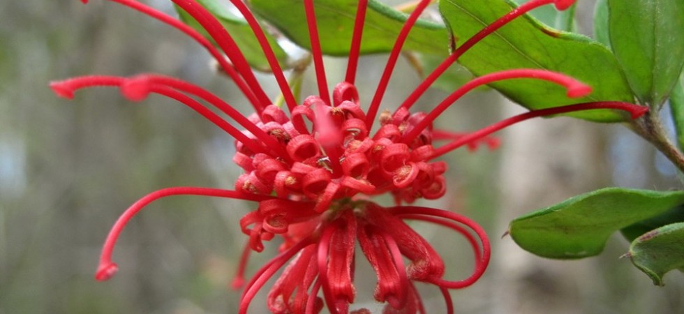 15- Grevillea speciosa