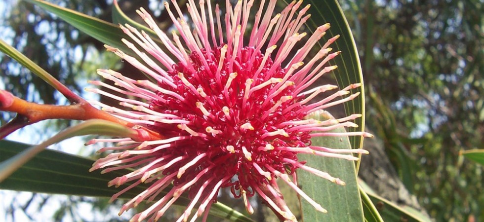 2- Hakea laurina