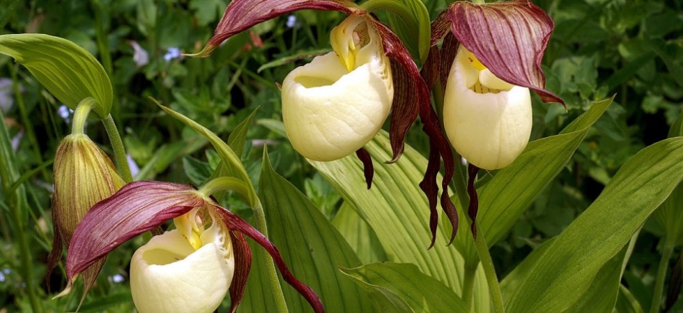 3- Cypripediun Kentuckiense