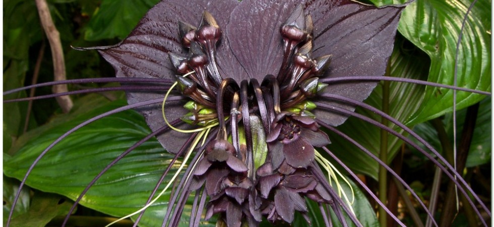 3- Flor murciélago