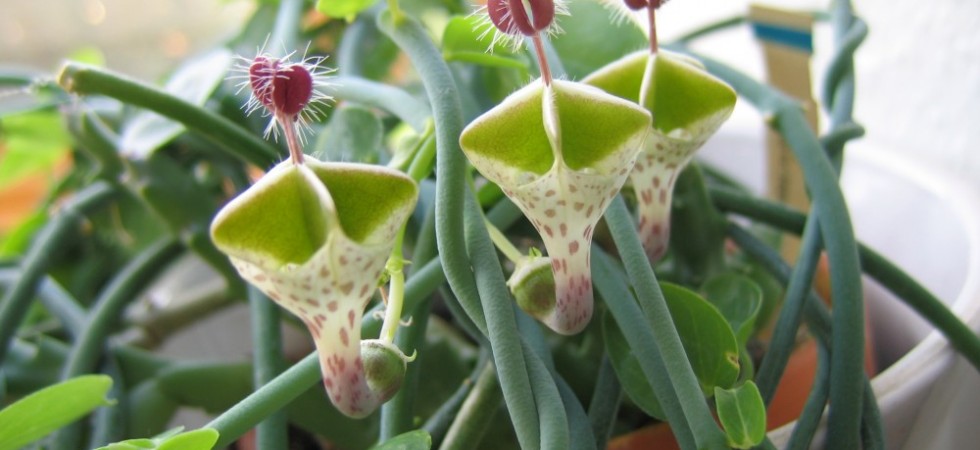 5- Ceropegia haygarthii