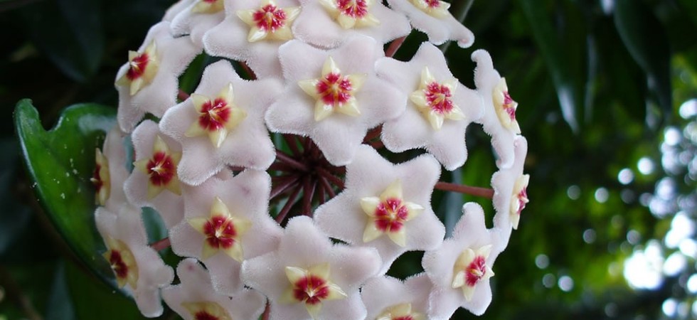 7- Hoya (Flor de porcelana)
