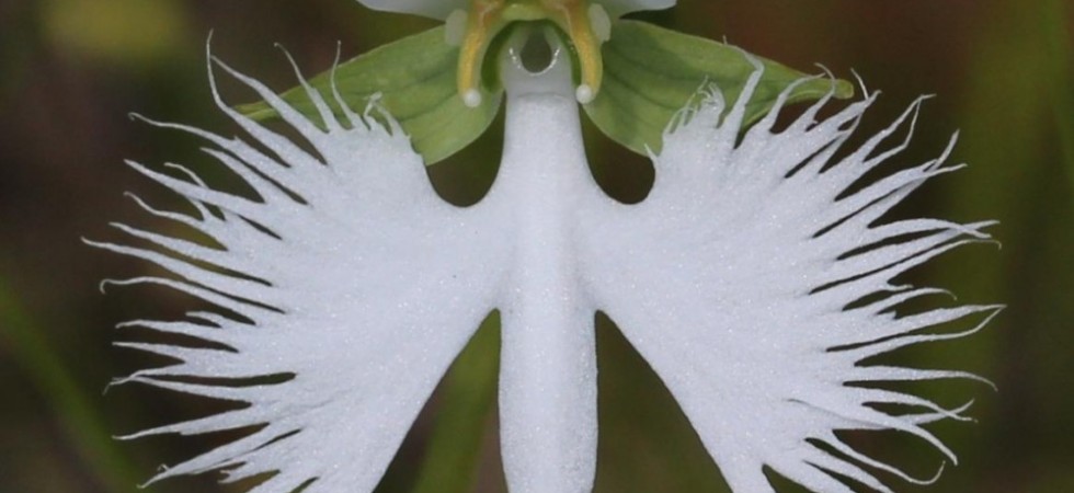 8- Flor de la garza blanca