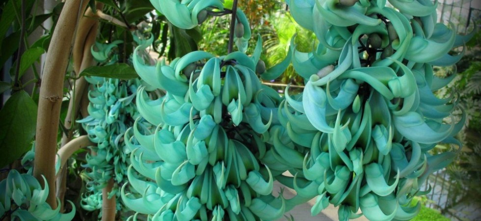9- Flor de Jade