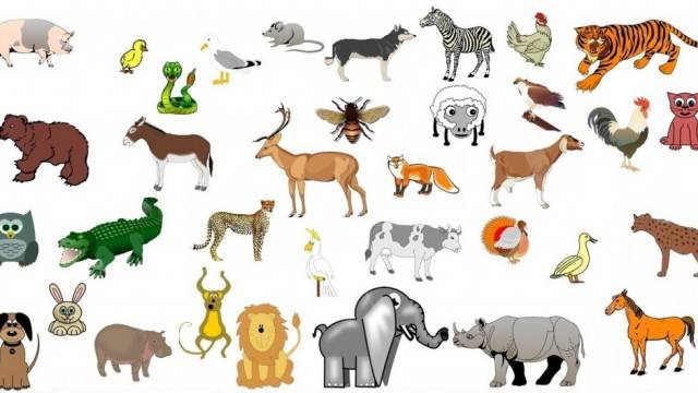 ¿Qué importante animal celebra su día nacional hoy? ¿Qué importante animal celebra su día nacional hoy?